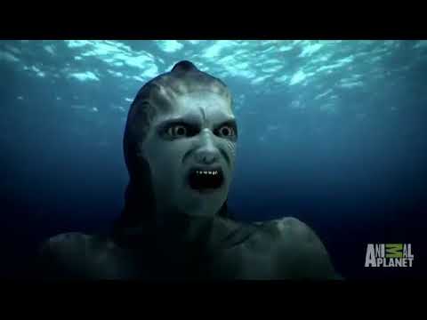 Mermaids Attacked By Giant Shark  Mermaids