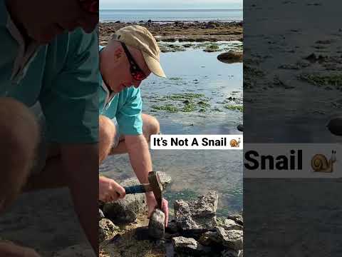 Ammonite, Omanyte or Snail 🐌?#shorts