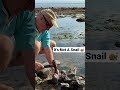 Ammonite Omanyte Or Snail Shorts