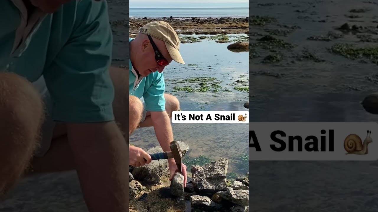 Ammonite, Omanyte or Snail 🐌?#shorts