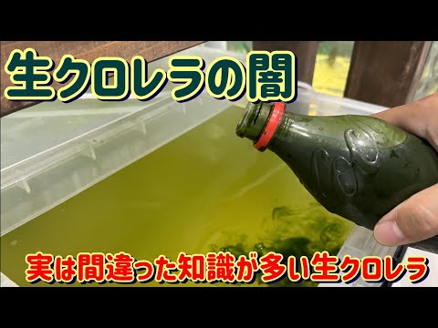 Leucotic Conureについて詳しく解説