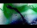 White Rainbow - White Rainbow Volume Two (Full Album)