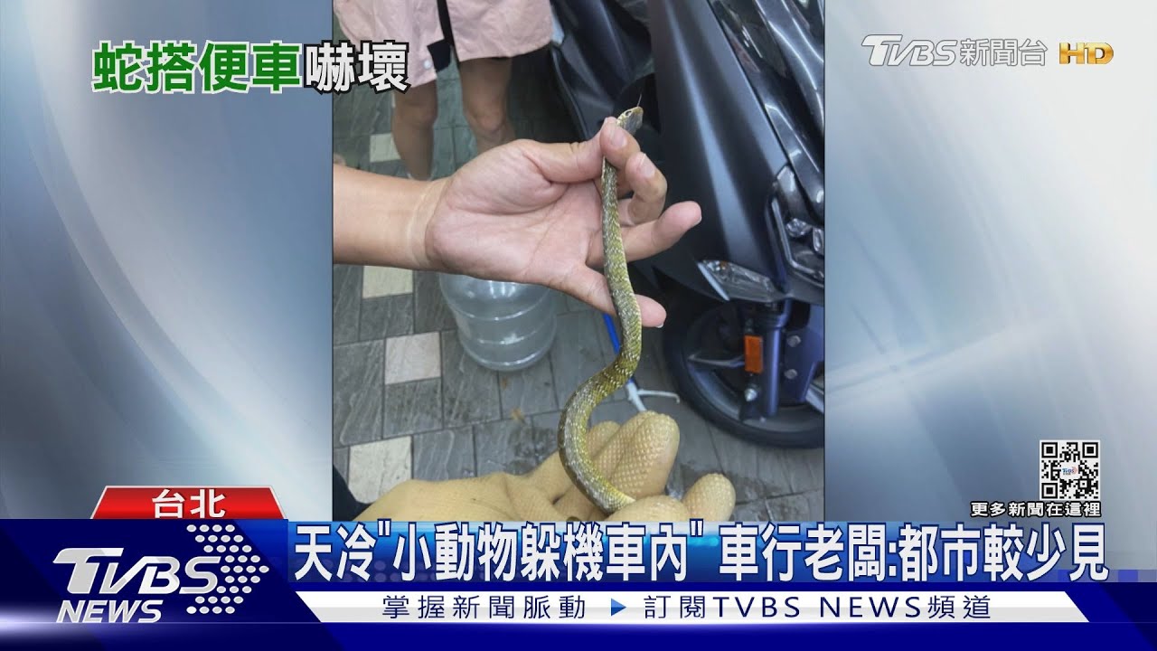 我的機車裡有蛇！　「爬後照鏡」夫妻嚇停隧道