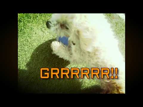 MI PERRO JUEGA FÚTBOL-MARIANGEL ALVAREZ