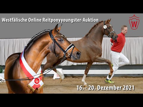 Trailer Westfälische Online Reitponyyoungster-Auktion 16. - 20. Dezember 2021