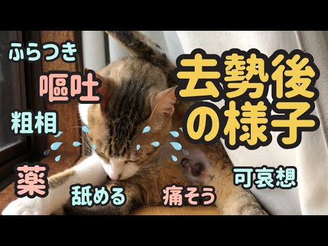 猫が去勢手術後に嘔吐するのは正常ですか?