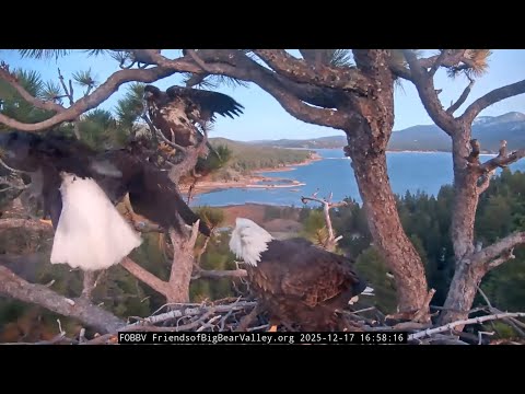 When the Juvenile Returned _ A Calm but Tense Eagle Encounter