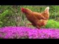 "Chicken Reel" By Leroy Anderson