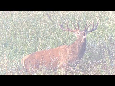 Brunft bei bestem Licht in Litauen