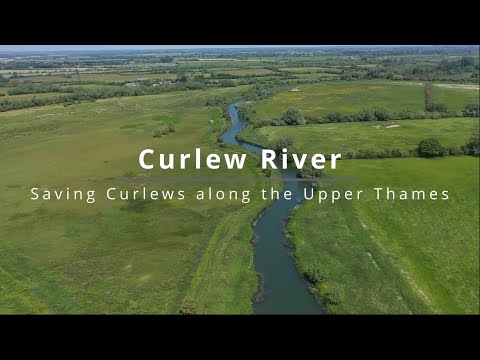 Curlew River