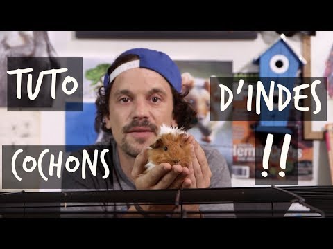 download lagu mp3 mp4 Cochon De Dinde, download lagu Cochon De Dinde gratis, unduh video klip Cochon De Dinde