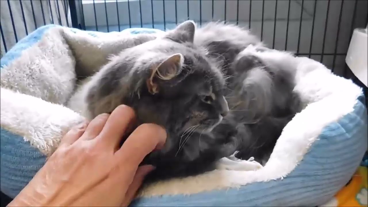 Enlarge PEPPER, a ADOPTABLE Domestic Long Hair in Ironwood, MI video 2/2
