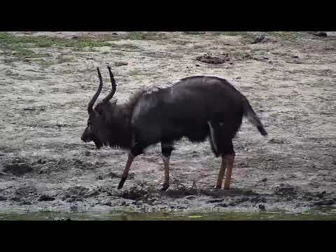 Djuma: Impalas and Nyala bull - 12:19 - 09/05/20