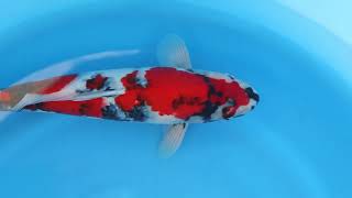 video van Showa 2411023