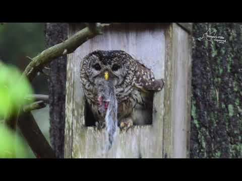 Barred Owl Nest Box