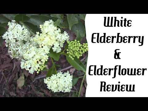 download lagu mp3 mp4 Is Elderberry The Same As Elderflower, download lagu Is Elderberry The Same As Elderflower gratis, unduh video klip Is Elderberry The Same As Elderflower