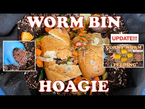 5000 Red Wigglers Hoagie Feast + Worm Time Lapse & Corn Update | Vermicompost Worm Farm