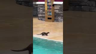 Essa Pequena Lontra têm um Grande Talento 😊❤️