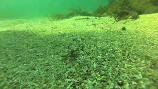preview picture of video 'Diving Coral Beach Galway 2013 - Irish GoPro Lads - NUIG GMIT Dive club GoPro HD'