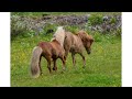 Big Horse Mating