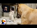Kitten Steals Great Dane's Bed And Tries To Eat Out Of His Bowl  | The Dodo Odd Couples