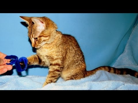 Little Orphan Annie (Adopted) - Cats of Eau Claire County Humane Association