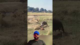 Bufalo foi na Leoa 😱