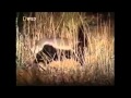 the most MLG animal 