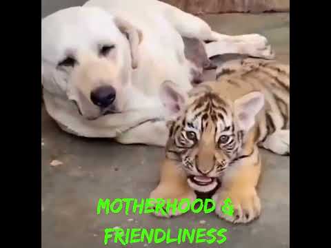 motherhood & friendliness, dog feeding tiger cubs