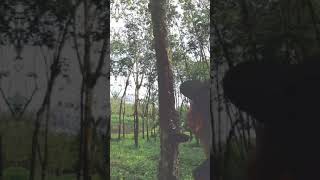 Download lagu Pemula 'Petani Karet' mp3 Download lagu Pemula 'Petani Karet' mp3