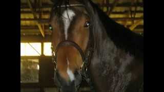 Horses of SCT - Flyin Shoes performed by Lyle Lovett