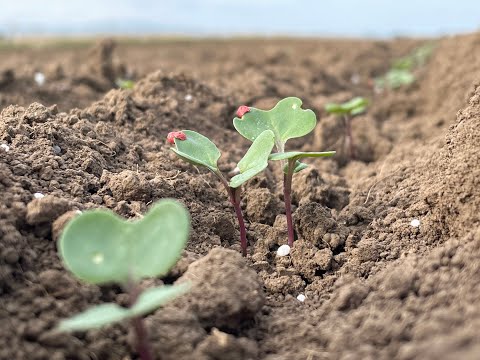 Feldexkursion 224: Rapsherbizide, N.U. Agrar GmbH, 17.09.2022