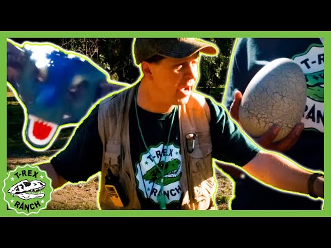 GIANT Dino Toytime Surprise Egg Adventure!! | 🦖🦕 T-Rex Ranch Dinosaur Videos