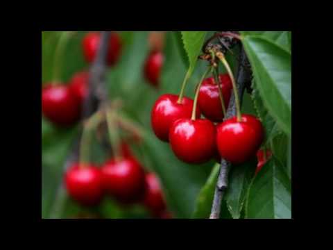 Kleerup ft. Lykke Li - Until We Bleed