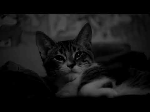 Leves jadeos de un minino