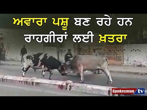 ਅਵਾਰਾ ਪਸ਼ੂ ਬਣ ਰਹੇ ਹਨ ਰਾਹਗੀਰਾਂ ਲਈ ਖਤਰਾ