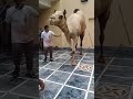 Qurbani Ounth Ki Qurbanistatus Cow Camel Camel Animal Pleasesubscribe
