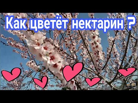 Как цветёт нектарин ? Весна 💞 😍 24 февраля 2019 .VLOG. Испания #spring #весна #нектарин