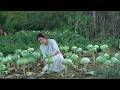 Cabbage A Vegetable Growing In Barren Land