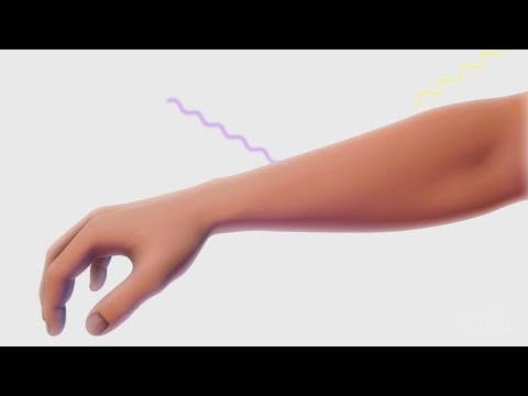 La Biología del Color de la Piel | HHMI BioInteractive Video