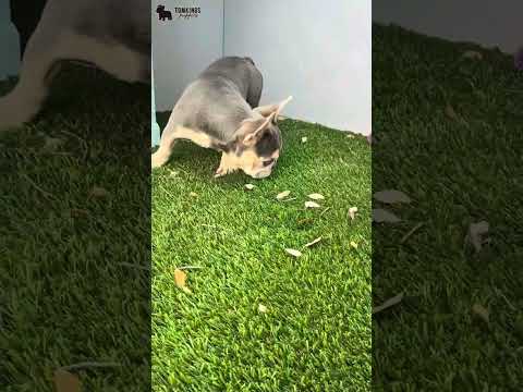 Video 1