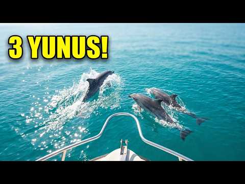 Bartın’da Tekne Turunda Sürpriz! 3 Yunus Teknenin Yanında Yüzdü