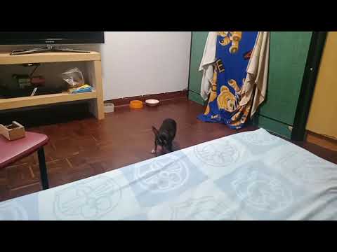 Baby dog #When the weather is hot, the tongue is hanging.  อากาศร้อนหน่อยทำแสดงอยากให้แม่เปิดแอร์