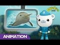 CBeebies Octonauts Narwhal Creature Report