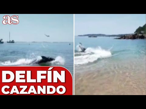 ACTUALIDAD | Un DELFÍN sorprende cazando PECES en la misma orilla | Diario AS