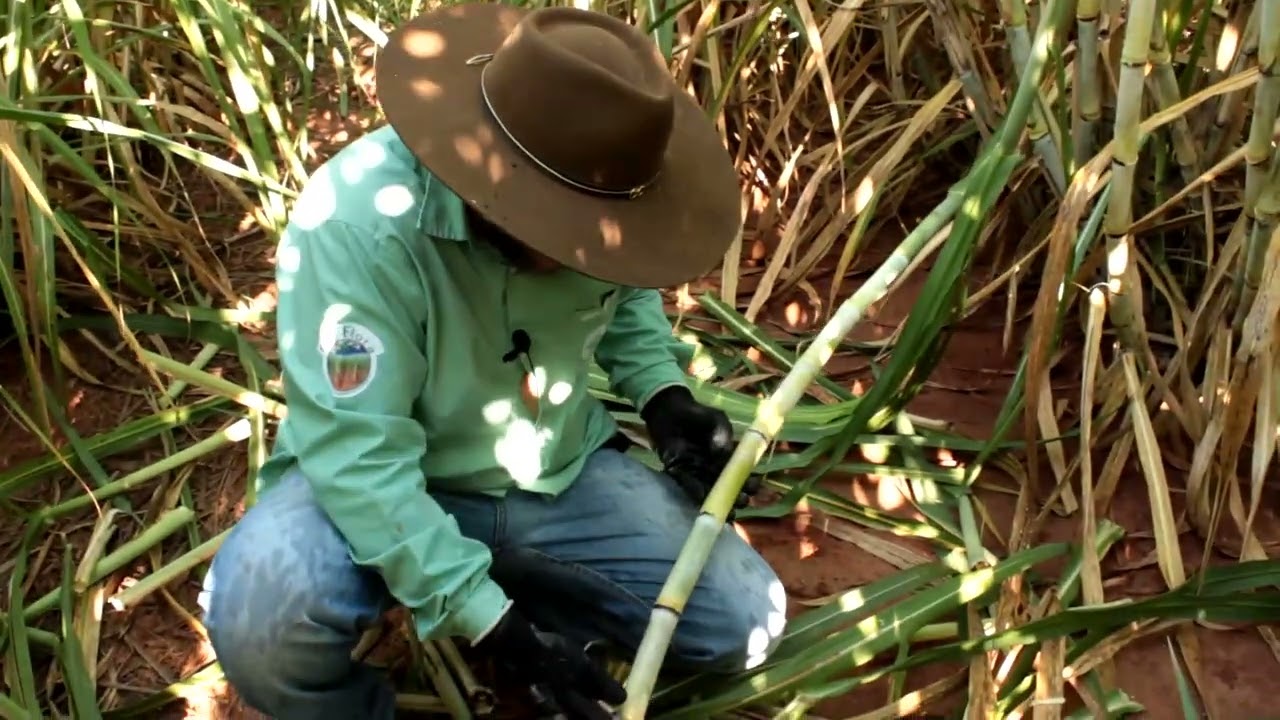 Qual é o melhor inseticida para a broca da cana-de-açúcar?