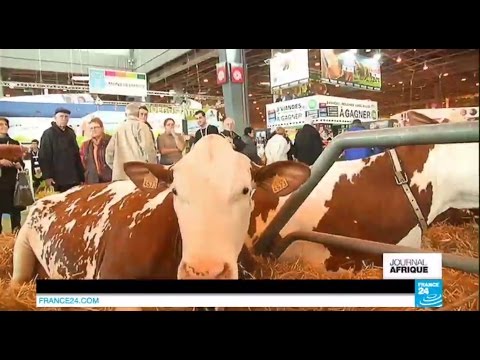 , title : 'La vache française que les Africains s'arrachent - SALON DE L'AGRICULTURE'