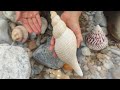 A Magical Coast Where Snails And Shellfish Have Pearls