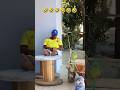 El Dormilón Funny Comedy Short Video