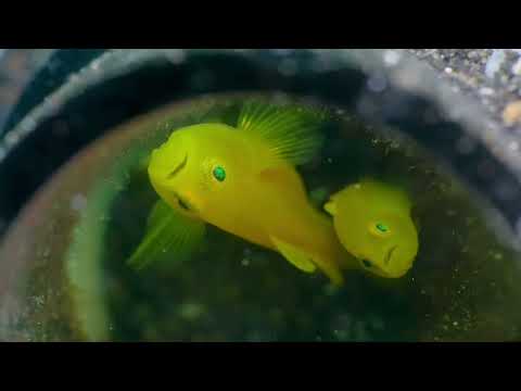 Crystal Blue Resort – Critterfest 2026. – Part 1 - scuba diving video